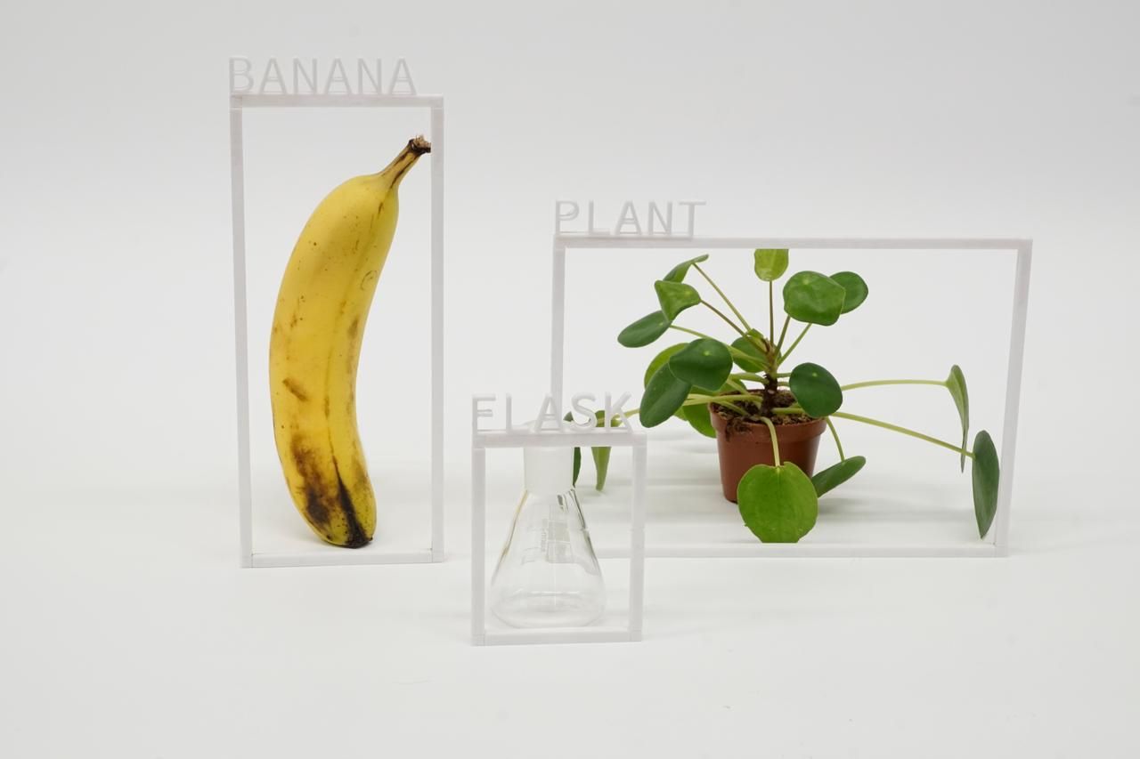 MaxGruber-Banana_-Plant-_-Flask-1280x853-1.jpg